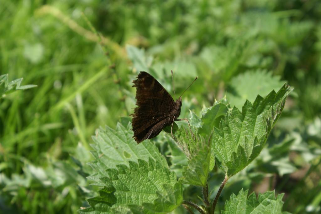 Watercress Barns Διαμέρισμα Sittingbourne Εξωτερικό φωτογραφία